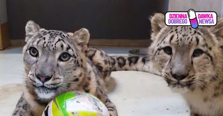 Wyjątkowa akcja zoo. Wszystko dla dzikich kotów