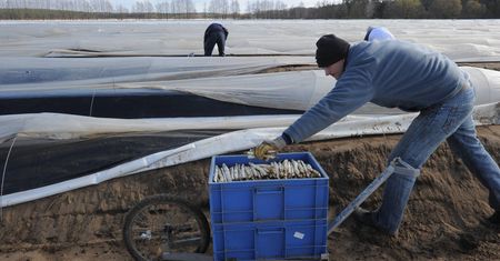 W Niemczech upadają gospodarstwa rolne. A ma być jeszcze gorzej