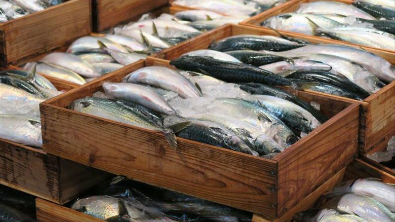 Alarmujący stan makreli. Przetwórcy szykują się na najgorsze