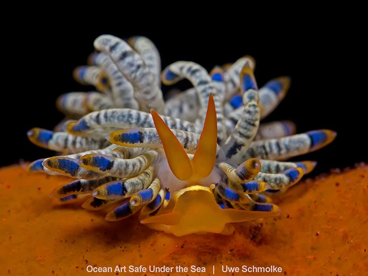 Najlepsze zdjęcia oceaniczne w konkursie Safe Under the Sea 31