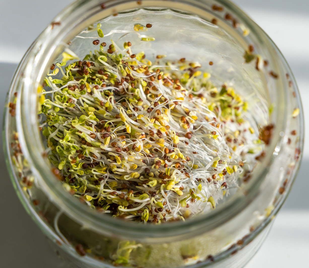 Broccoli sprouts: Tiny green warriors in the fight against intestinal diseases