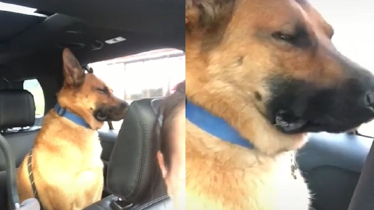 Reakcja psa na płaczące dziecko okazała się bezcenna.