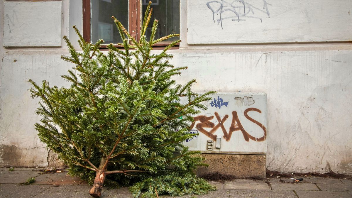 Choinka leży na chodniku
