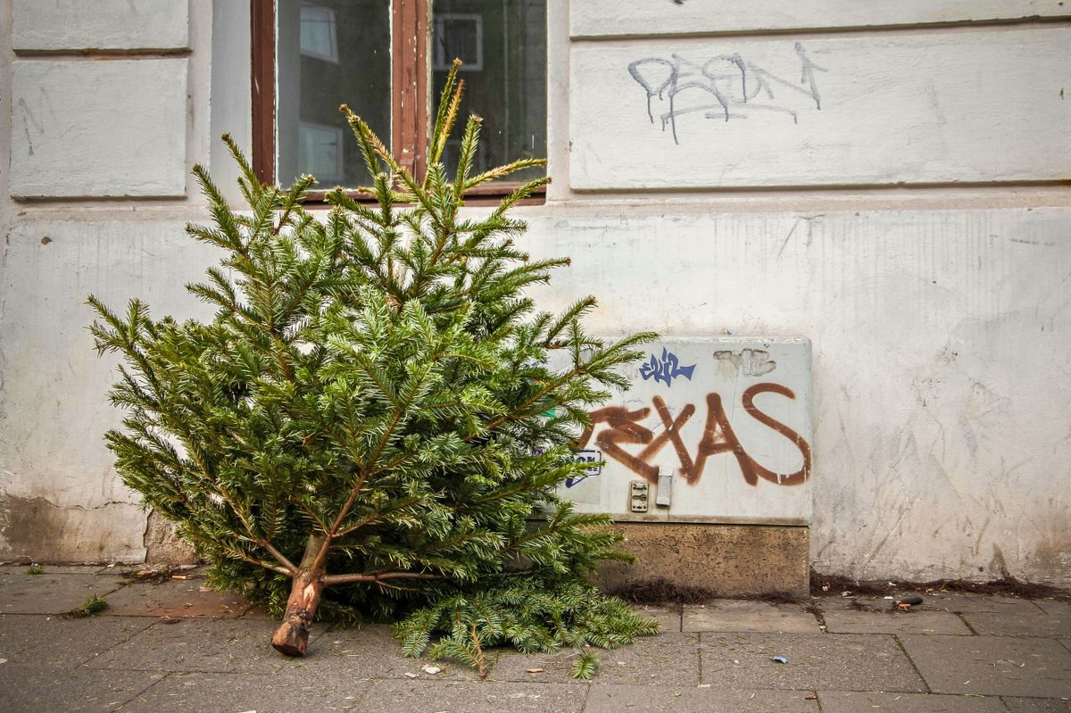 Choinki przerabiam na nawóz i karmię nim rośliny. Sąsiedzi zazdroszczą mi patentu