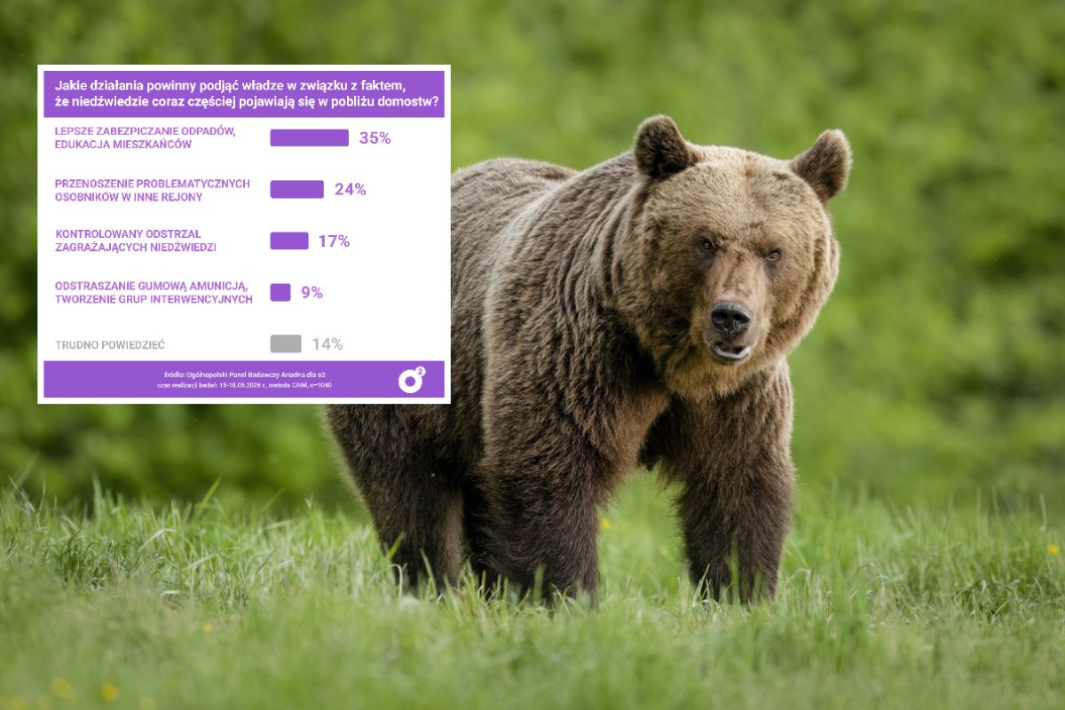 Strzelanie do niedźwiedzi? Polacy odpowiedzieli. Oto wyniki