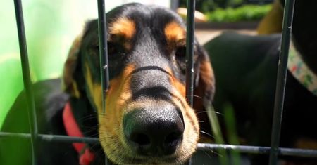 Schronisko dla zwierząt w Płocku muzycznie zachęca do adopcji!