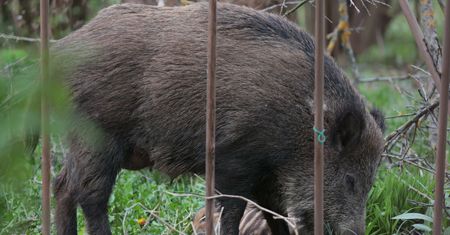 Warszawa. Dziki "uwięziły" dzieci w świetlicy