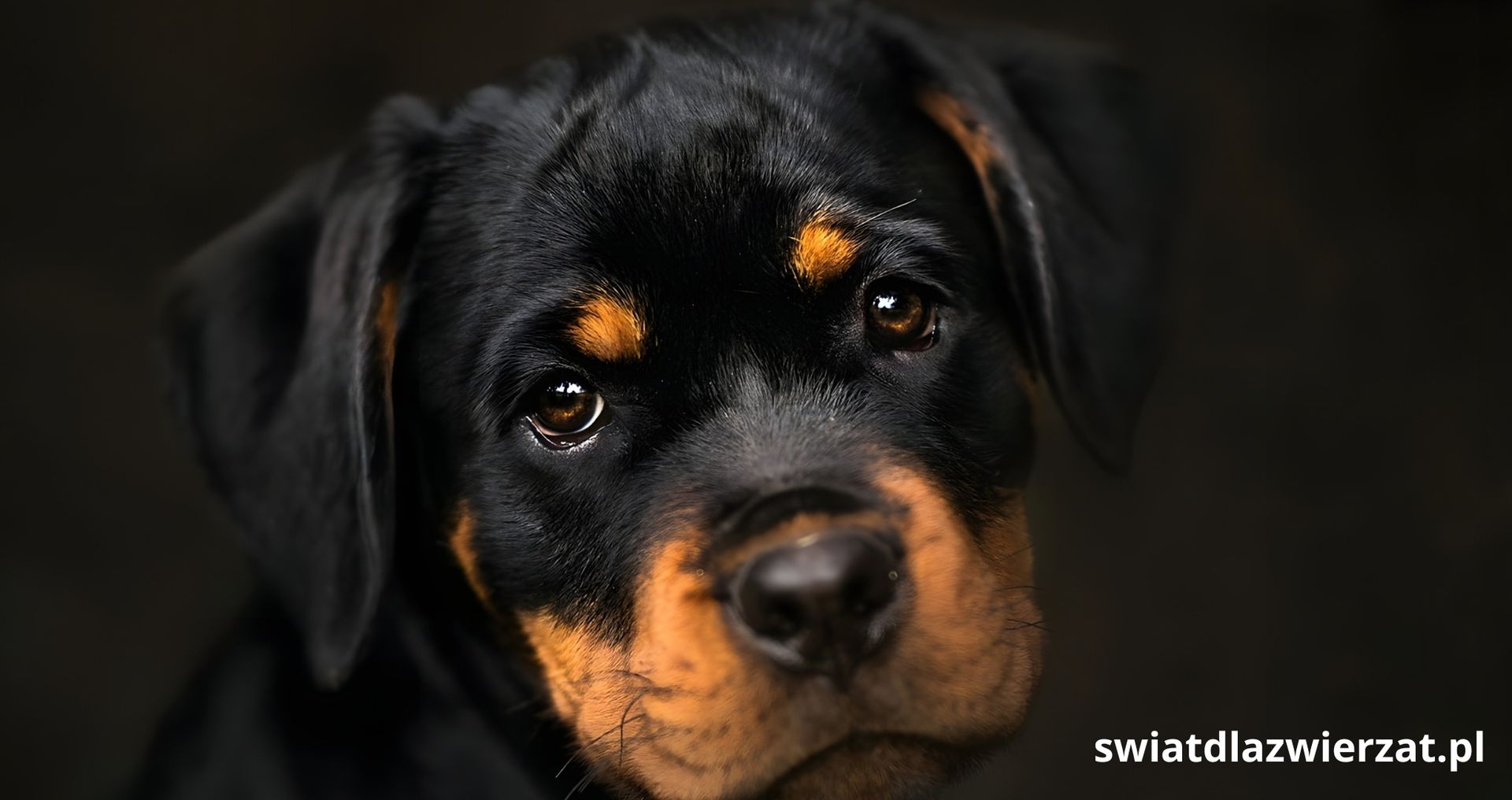 Dlaczego rottweiler bywa agresywny? Analiza przyczyn i kontekst