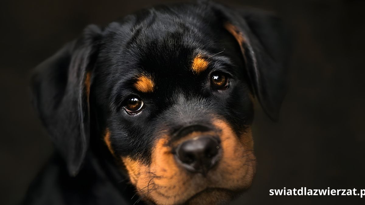 dlaczego rottweiler bywa agresywny