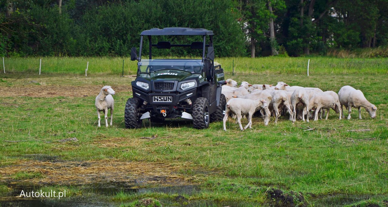 Test: Hisun Sector jest jak szwajcarski scyzoryk – zgubisz go i od razu kupisz drugi