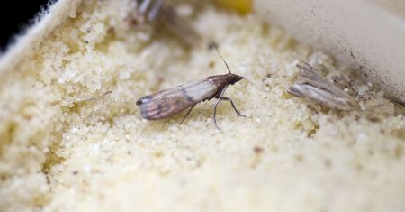 Mole spożywcze. Nieproszeni goście w naszych kuchniach