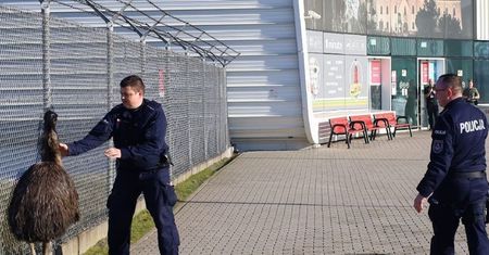 Struś na lotnisku w Świdniku. Został schwytany przez policjantów i przekazany w ręce właściciela [FILM]