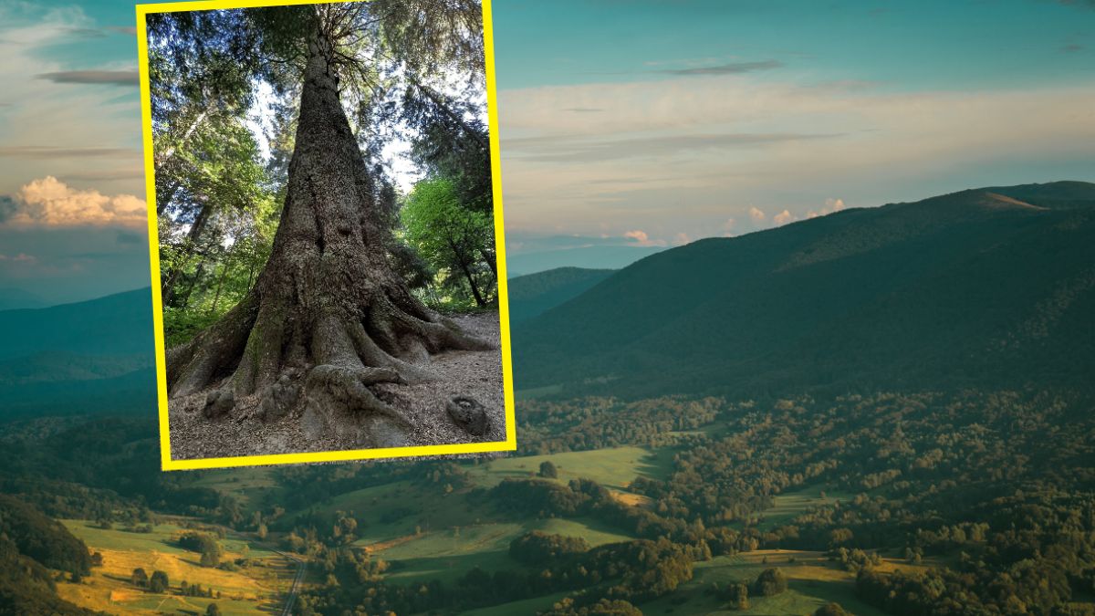 Najgrubsza jodła w Polsce