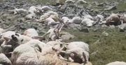 Makabra w górach. Piorun zabił ponad 500 owiec