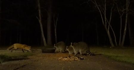 Nieoczekiwany sojusz. Te zwierzęta są śmiertelnymi wrogami
