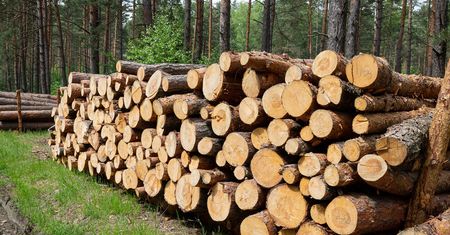 Leśnicy dostaną nowe mundury. Internauta: Prestiż łatwiej podnosić działaniami