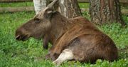 Postrzelona łosica konała całą noc w polu kukurydzy. Dramat na Podlasiu