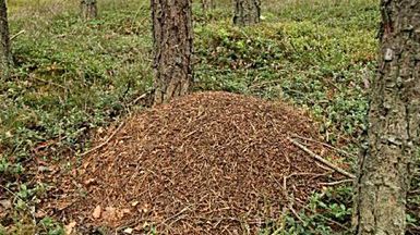 Mrówki starsze niż przypuszczano