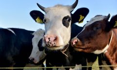 Komu przeszkadzają krowy? Mieszkańcy protestują