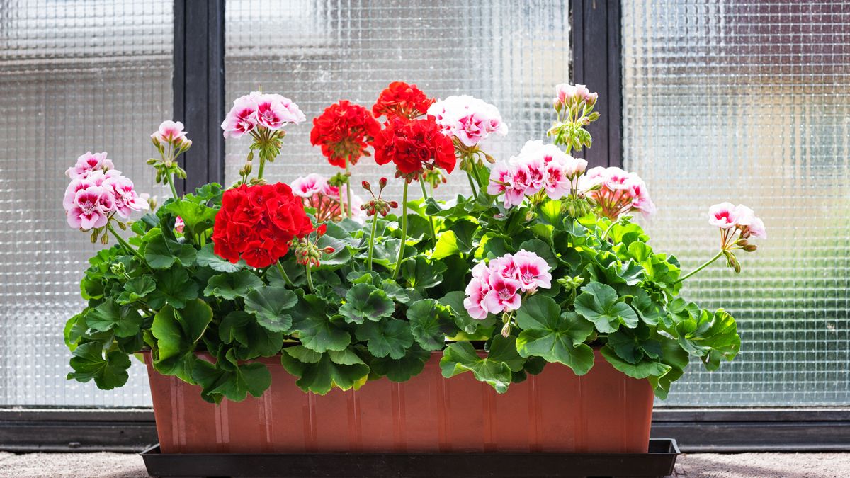 Jak zimować pelargonie?