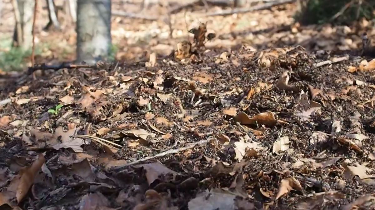 Wyjątkowe nagranie z lasu