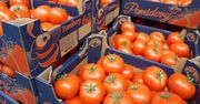 Jakie są najnowsze ceny pomidorów na giełdzie?