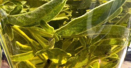 Domowe sposoby na detoks wątroby. Tych 5 produktów włącz do diety