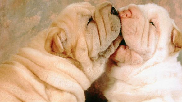 10 najdziwniejszych ras psów na świecie 1