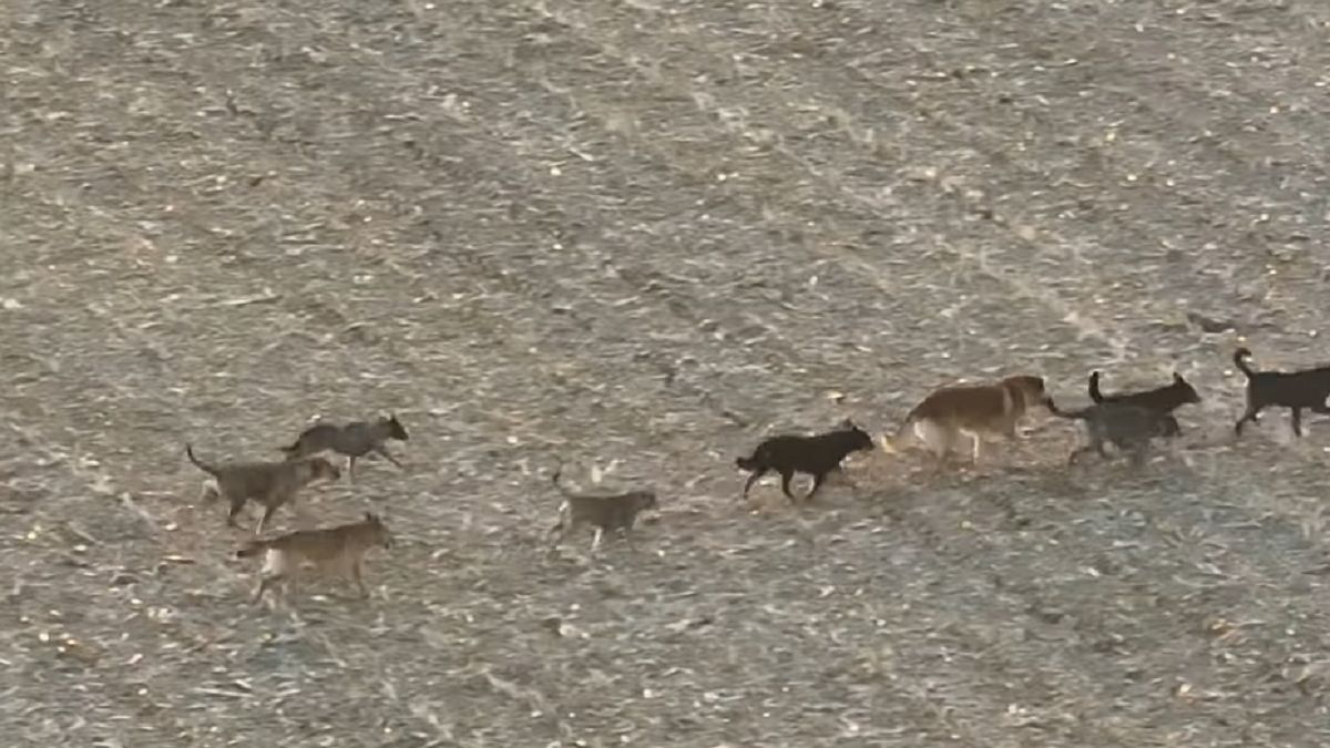 Gminy starały się o zgodę na odstrzał kilkunastu psów