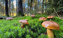 Kiedy na grzyby? Pierwszy wysyp za nami, wkrótce następne