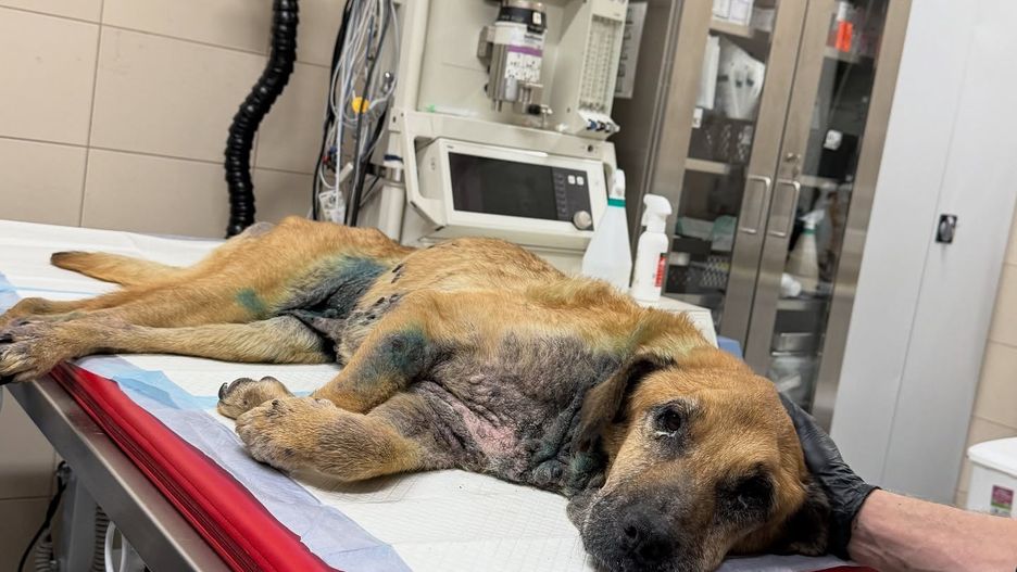 DIOZ odebrał psa z terenu firmy w Pruszczu Gdańskim