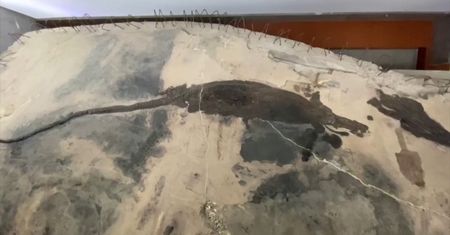 Chińscy archeolodzy odkryli skamielinę sprzed 240 milionów lat