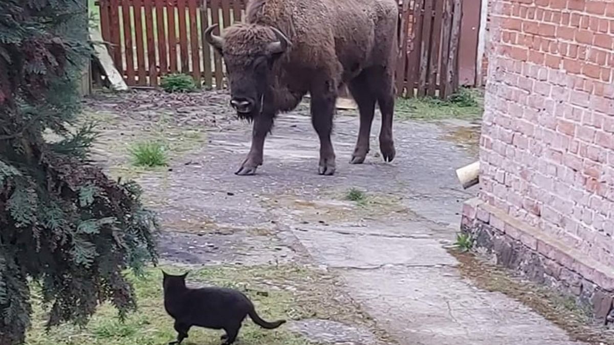 żubr na podwórku