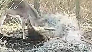 Rozjuszony daniel nagrany. To był koszmar