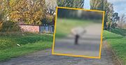 Włocławek: Mężczyzna wypróżnił się na oczach spacerowiczów