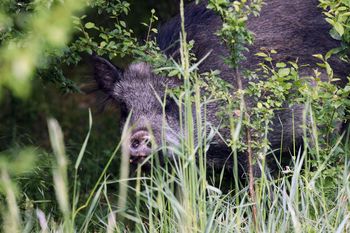 Potulin: Dzik grasował przy blokach. Strażacy musieli reagować