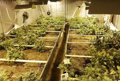 Śląskie. Prawie 200 nielegalnych roślin. Ponad 15 kg narkotyków nie trafi na rynek