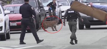 Sceny jak z filmu. Uzbrojeni policjanci uganiali się po ulicy za drapieżnikiem