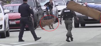 Sceny jak z filmu. Uzbrojeni policjanci uganiali się po ulicy za drapieżnikiem