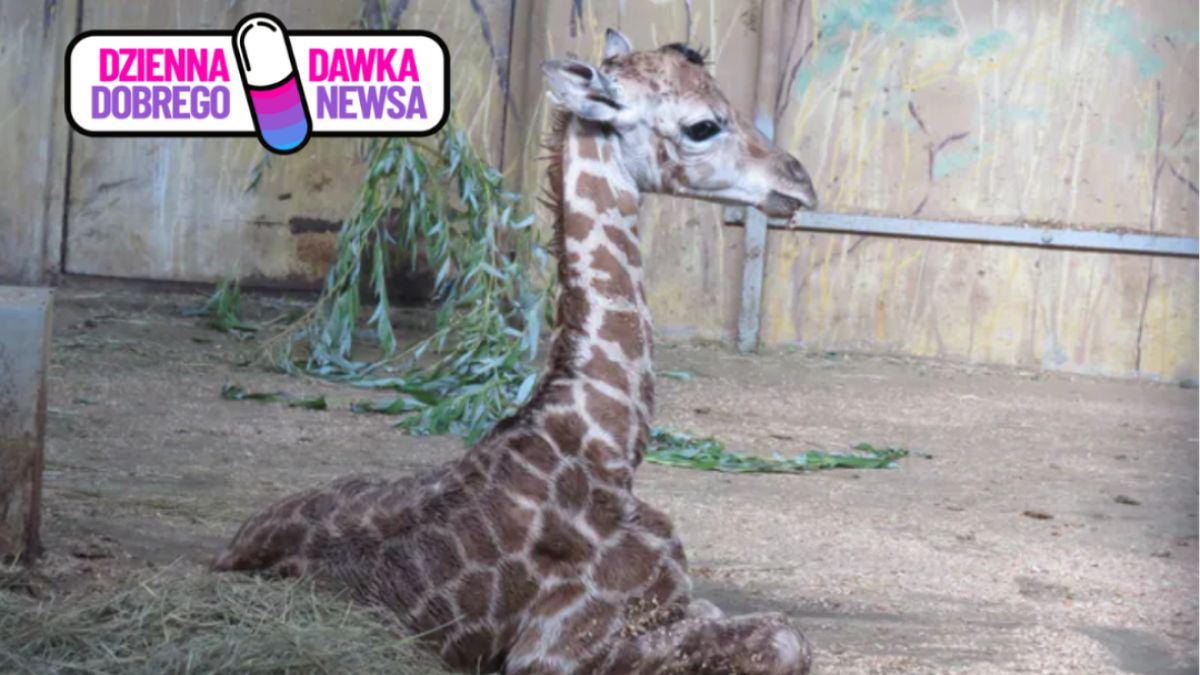 Zoo w Zamościu pochwaliło się narodzinami żyrafy