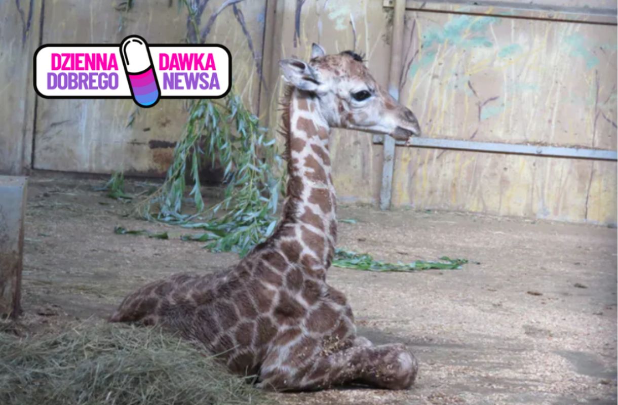 Wielka radość w zamojskim zoo. Maluch ma 170 cm i waży 70 kg