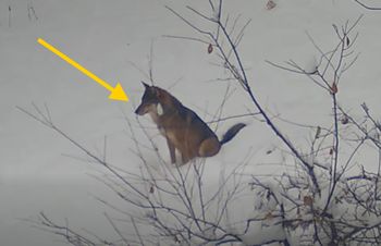 Zauważyli go w śniegu. Spójrzcie na jego zachowanie