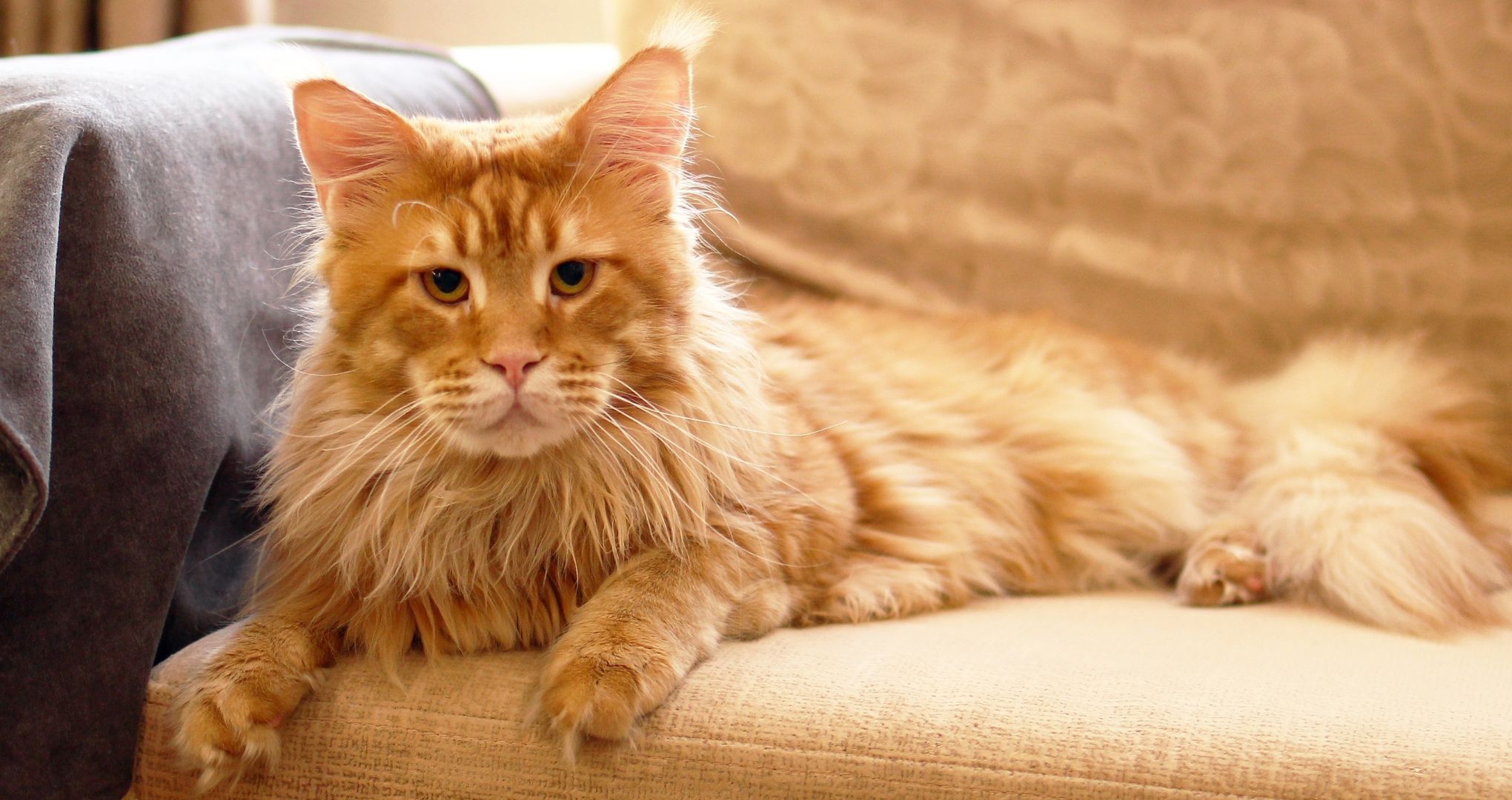 Maine coon