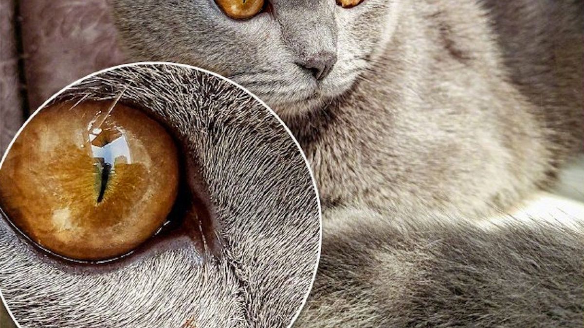 64 Mpix to jeszcze nic. Xiaomi i Samsung zapowiadają aparat 108 Mpix! 1