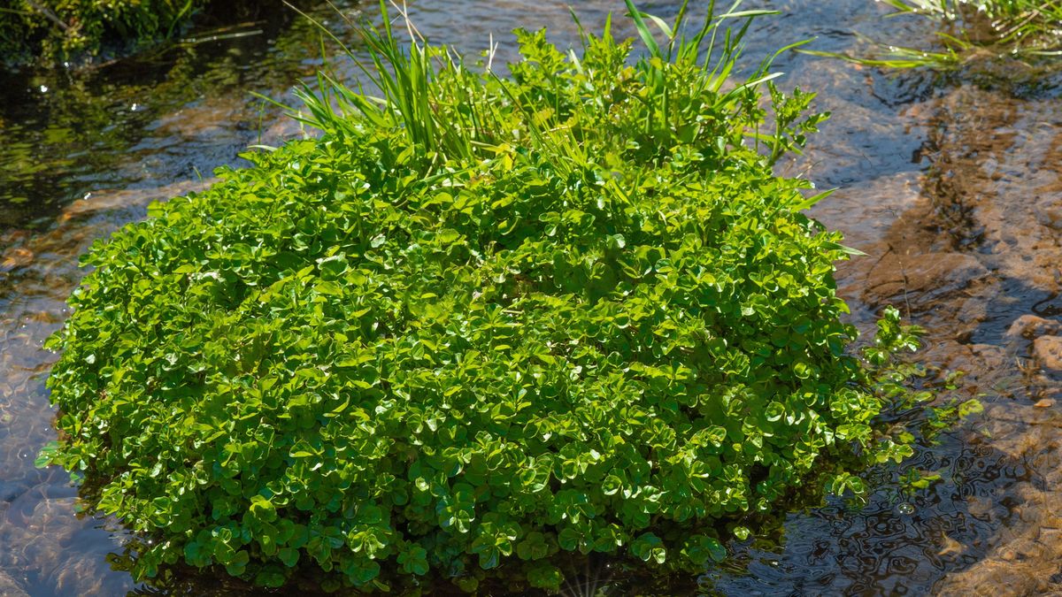 Pełne witamin i minerałów. Najzdrowsza roślina rośnie niemal w całej Polsce