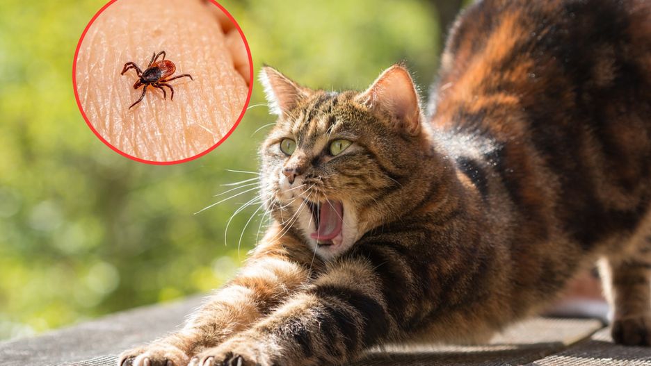 Weterynarz z ważną przestrogą dla właścicieli kotów