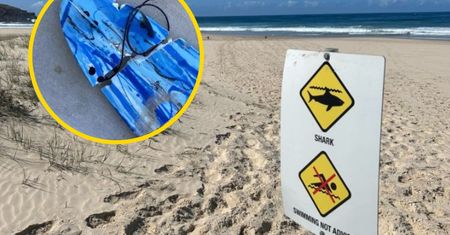 Żarłacz biały zaatakował surfera. "Oderwał mu stopę"
