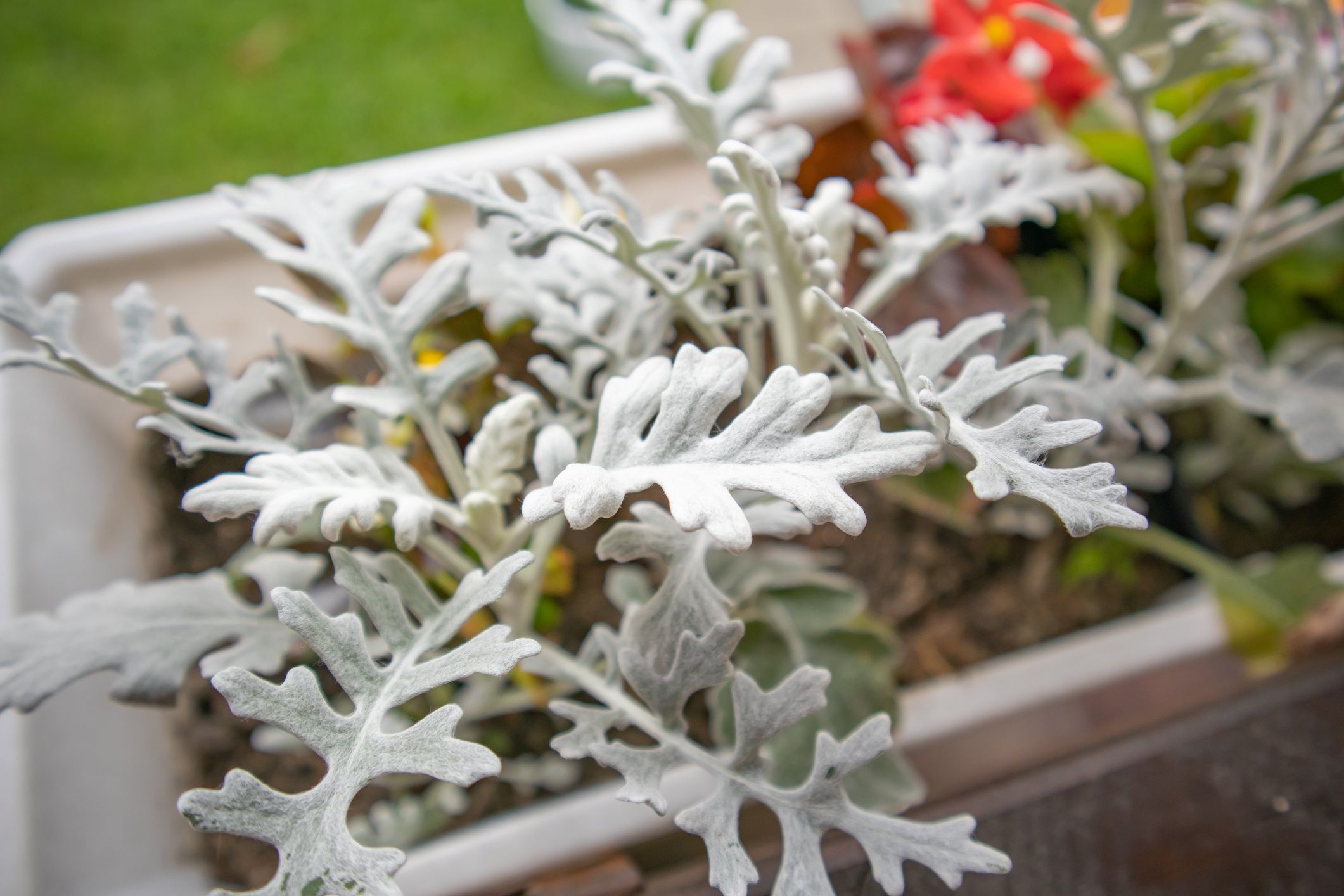 Beautiful silver cineraria in a flower box in the garden against a background of green grass, top view, close-upBeautiful silver cineraria in a flower box in the garden against a background of green grass, top view, close-up.ClaireLuciacineraria silver, crossbush