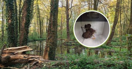 Siedział wśród mchu. Zauważył go leśnik. Zdążył na czas