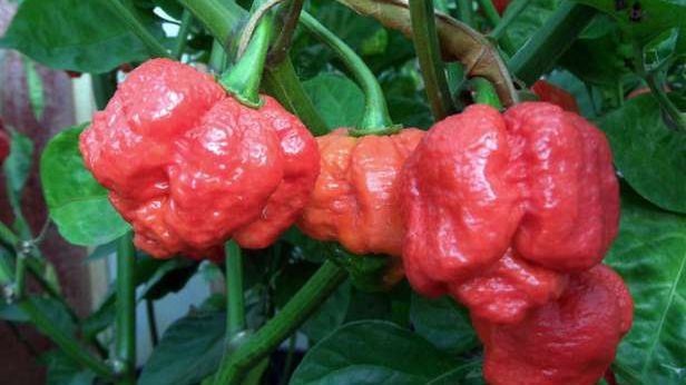 Trinidad moruga scorpion – najostrzejsza papryka świata 1